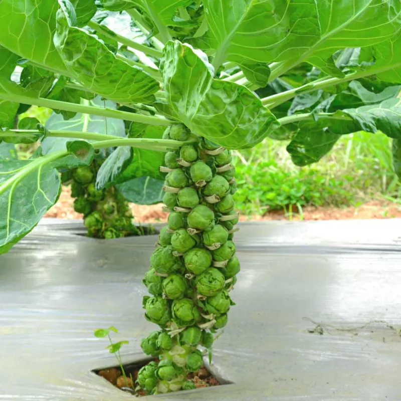 500 Diablo Brussels Sprouts Seeds for Garden Planting - $8.07