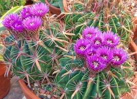 Ferocactus latispinus @J@ barrel cacti rare cactus outdoor garden seed 5... - $167.21 MXN