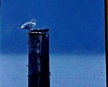 Seagull Perched On Post By Ocean 1972 Agfachrome 35mm Slide Car45 - $5.89