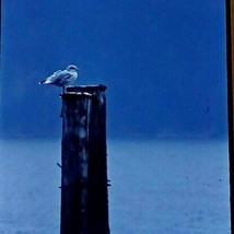 Seagull Perched On Post By Ocean 1972 Agfachrome 35mm Slide Car45 - £4.63 GBP