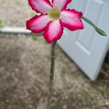Desert Rose Picotee Succulent Starter Plants Adenium Obesum Bonsai Fresh... - $1,164.34 MXN