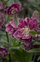 5 Seeds Hellebores Winter Blooming Perennial Cross Pollinating Flower - £6.30 GBP