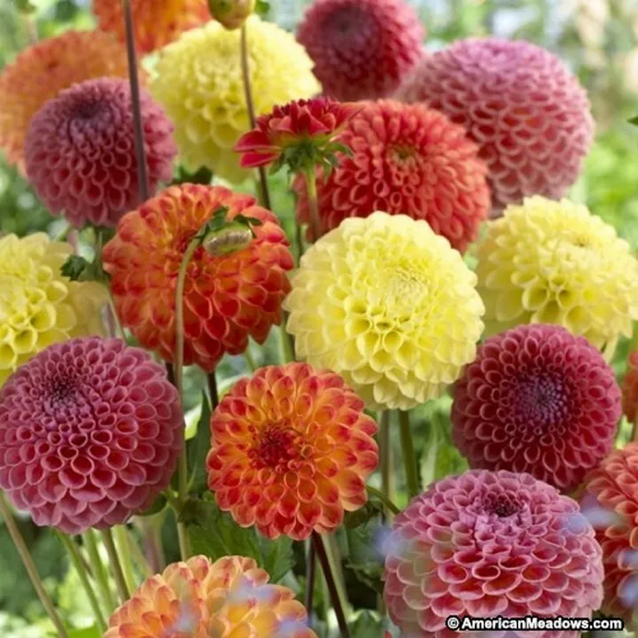 Dahlia Pompon Mix 25 Seeds From USA - £6.35 GBP