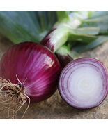 Ruby Red Onion Seeds, NON-GMO, Long Day, Variety Sizes, FREE SHIPPING - €1,62 EUR+
