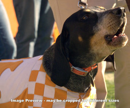 UT Tennessee Vols Smokey Mascot Bluetick Coonhound Photo Volunteers 1160 8x10+ - £19.68 GBP+