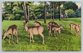 Vintage Deer in Forest Scene Woodland Wildlife by Tichnor Bros Vintage Postcard - £11.44 GBP