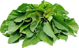 FREE SHIPPING 200 SEEDS AMARANTH CHINESE SPINACH - $15.99
