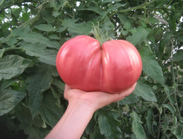  120 German Giant Tomato Seeds - Non-GMO - Heirloom - Organic -HUGE -FRESH - £4.28 GBP
