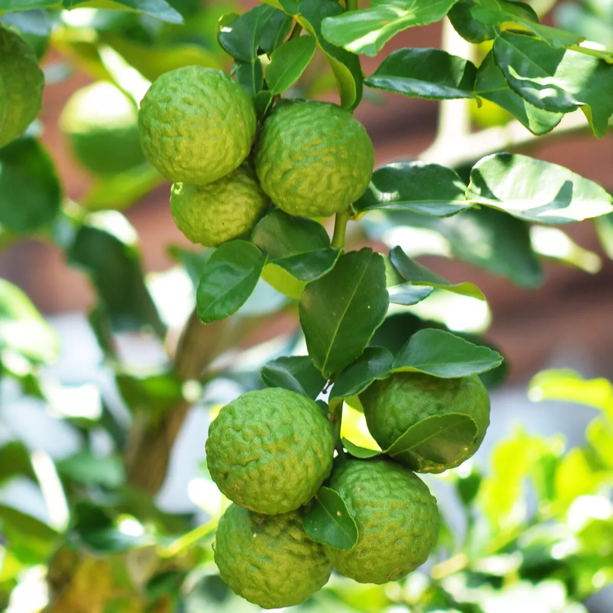 Kaffir Lime Tree (Thai/Makrut Lime) Semi-Dwarf 18-36&quot; Tall Live Citrus Plant - £139.59 GBP