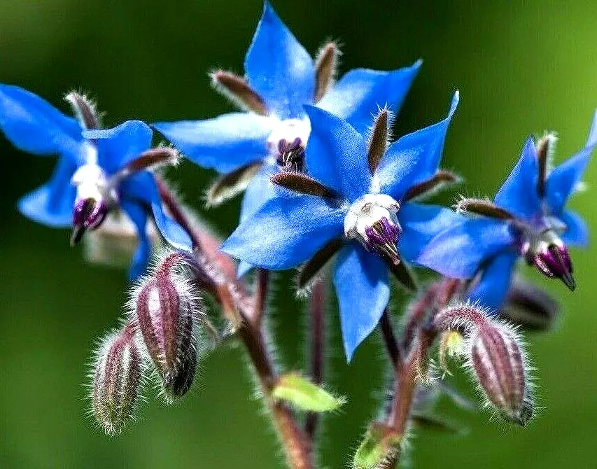 200+ Borage Seeds Spring Herb Garden Pest Repellent Blue Star Flower Non... - $6.07