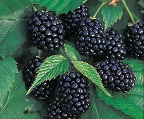5 Chester Thornless Blackberry Plants, Organically Grown, Best in Zone 5-9. - $54.62