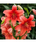 Mix Hippeastrum Rutilum, 2 Bulbs - $340.91 MXN