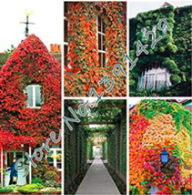 New Fresh New Arrival 100 Pcs/Bag 5 Colors Green Boston Ivy Seeds Ivy Gr... - $4.60