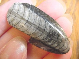 (f370-o) 1.5&quot; Orthoceras marbilized fossil straight shell nautiloid ceph... - $8.59