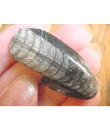 (f370-o) 1.5&quot; Orthoceras marbilized fossil straight shell nautiloid ceph... - $8.59