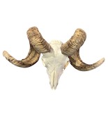 Real Ram Skull - Merino Ram Skull - Approximate Size: 22&quot;X12X9&quot; Sheep Sk... - $6,002.35 MXN