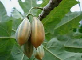 25 Oak Leaved Papaya Seeds for Garden Planting FAST SHIPPING - $7.33