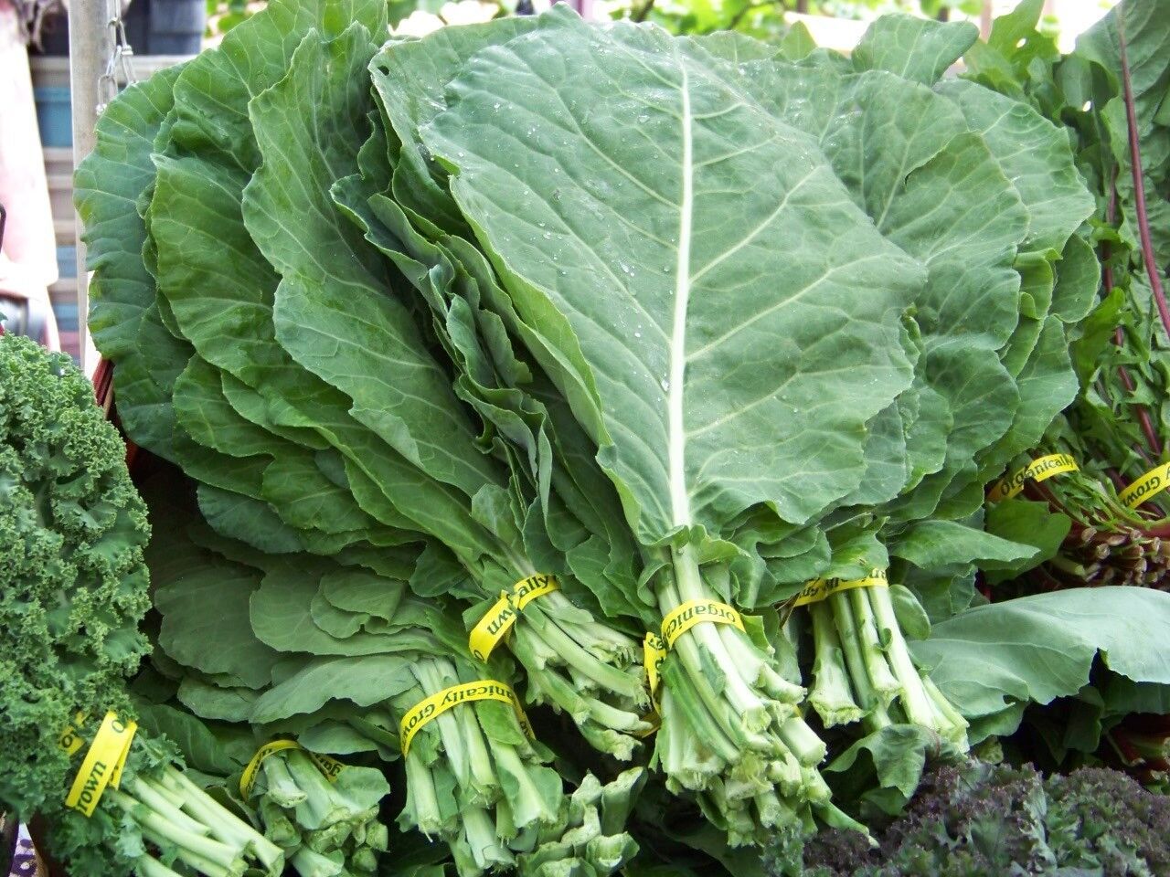360 Seeds Collards Georgia Collard Salad Greens Fresh Seeds Fast Shipping - $8.74