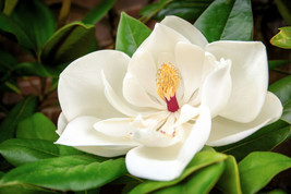 Septh 10 Southern Magnolia Tree 12&quot; White Flowers Native Grandiflora Bull Bay Se - £5.55 GBP