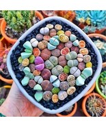 Colourful Lithops seeds, best gift for him her mom dad teacher, home decor  - $9.95
