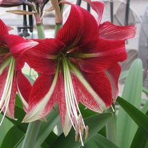 1 bulbs Amaryllis Ruby Star Plant, Flower Plant, Houseplant, Outdoor Plant - £36.32 GBP