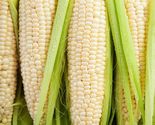 30 pcs silver queen sweet white corn seeds  mnts thumb155 crop