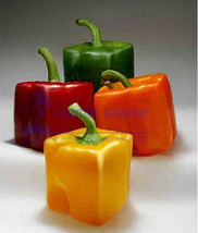 Rarest Mixed Orange Green Red Yellow Square Sweet Pepper F1 Seeds, Professional  - £4.75 GBP