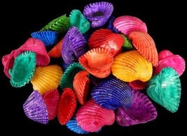 sea shell Dyed medium white Arks nice assorted colors craft lot of 20 - £4.42 GBP