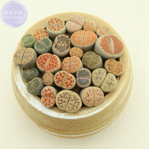 Imported Lithops Ge Kk Seeds 10 Seeds A Lovely Livingstones Succulent Seeds E424 - £5.48 GBP