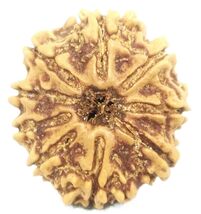 Natural 9 Mukhi Rudraksha - Nepal Bead - 23.19 mm - IGL Certified - $148.50