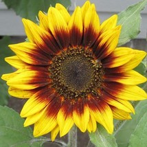 Sunflower Ring Of Fire Red Cut Flower Garden Save The Bees Nongmo 25 Seeds - £9.95 GBP