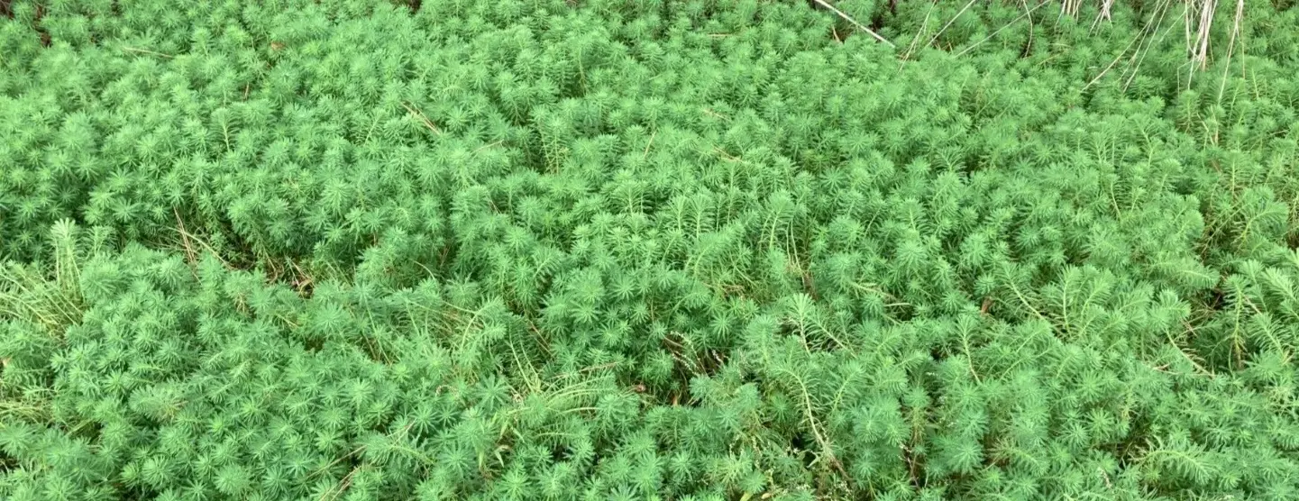 10 Plants Parrot Feather - $20.00