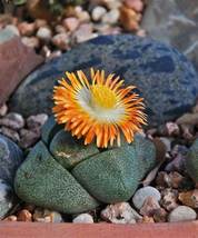 PLEIOSPILOS nelii Succulents Garden Plants, 20 Seeds D - $16.35