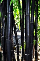 LS 1 Pack 60 Black Bamboo Seeds Bambusaceae Garden Plants - £4.31 GBP