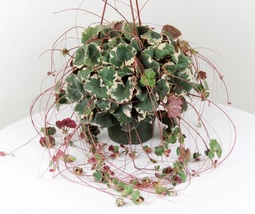 Variegated Strawberry Begonia Geranium Plant, Saxifraga stolonifera tricolor 4" - $20.99