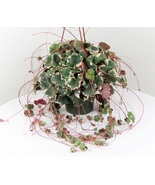 Variegated Strawberry Begonia Geranium Plant, Saxifraga stolonifera tric... - £16.71 GBP