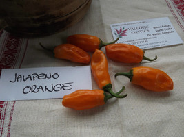 Jalapeno Orange Chili Pepper, 10 seeds (Ch 101) - £3.18 GBP