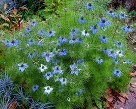  100 Fresh Seeds Love In A Mist Blue Nigella - £9.31 GBP