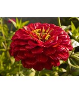 NEW!  30 Of GIANT QUEEN CHERRY RED ZINNIA FLOWER SEEDS - ANNUAL - £7.85 GBP