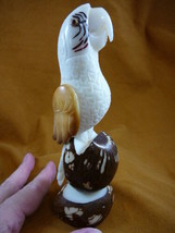 (TNE-BIR-PAR-514b) Parrot tropical bird TAGUA NUT figurine carving birds... - $42.51