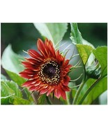 New Fresh Sunflower Velvet Queen Red Sun Flower Blooms 30 Seeds - $9.78
