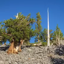 Bristlecone Pine Tree Seeds: Ancient Slow-Growing Bonsai Conifer - $13.95