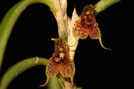 Dryadella Dodsonii Miniature Orchid Mounted - £41.69 GBP