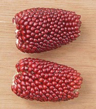 BPA 150 Seeds Red Strawberry Popcorn Corn Zea Mays VegetableFrom USA - £7.89 GBP