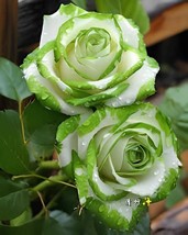100 Seeds Holland Candy Stripe Rose Seeds Bonsai Lover Gift Green White - $20.04 CAD