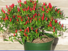 Thai Sun Hot Pepper Capsicum annuum Ornamental Chili Seeds - £7.16 GBP
