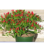 Thai Sun Hot Pepper Capsicum annuum Ornamental Chili Seeds - £7.10 GBP