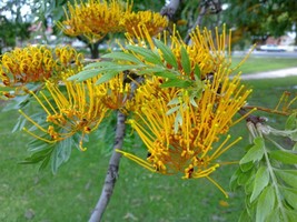 Silky Oak Grevillea Robusta 20 SeedsFrom US - $8.35