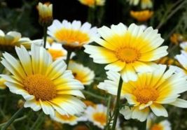 GARLAND DAISY FLOWERS FRESH SEEDS 100  Seeds - £7.57 GBP