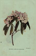 Vintage 1922 Print Mountain Laurel Mayflower 2 Side Flowers You Should Know - $19.99 Vintage 1922 Print Mountain Laurel Mayflower 2 Side Flowers You Should Know - $19.99